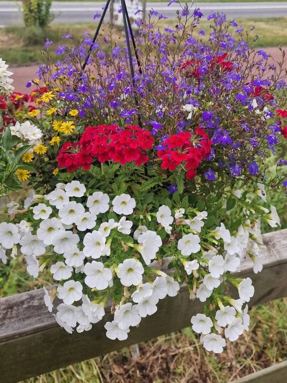 Hangplant met petunia's