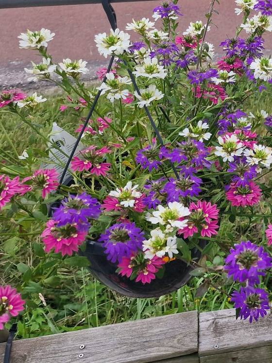 Hangplanten in mand